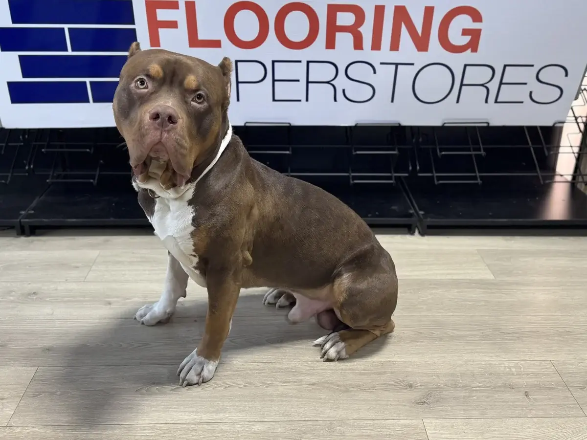 Our Shop Dog, Chief Greeter at Kelowna Flooring Superstore