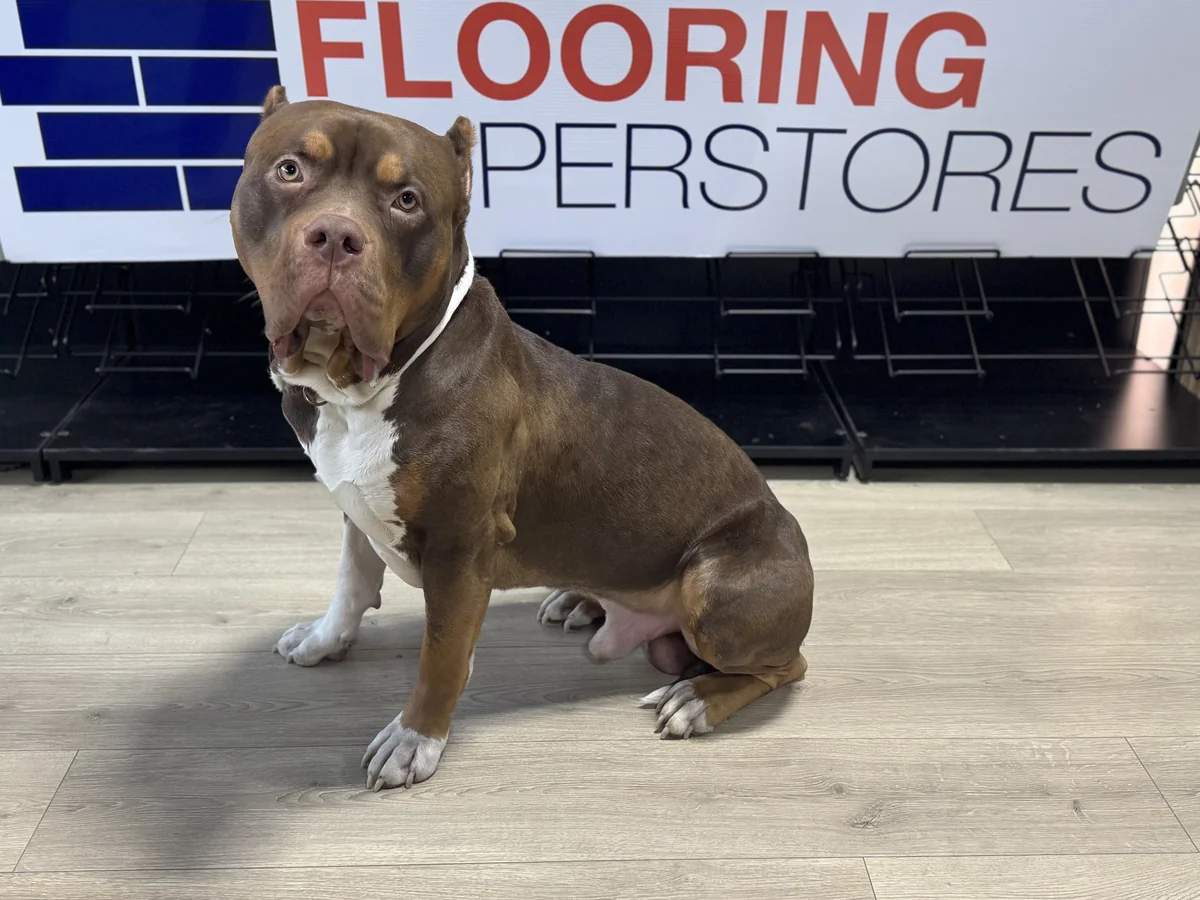 Our Shop Dog — Chief Greeter at Kelowna Flooring Superstore